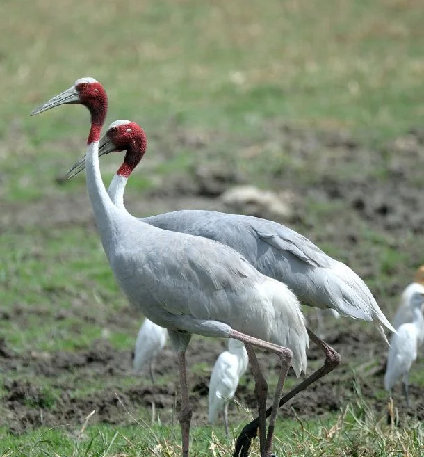 Bird Watching in Jawai