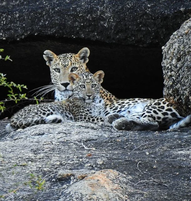 Wildlife Photography in Jawai
